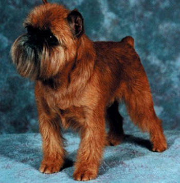 布魯塞爾粗毛獵犬(BrusselsGriffon)