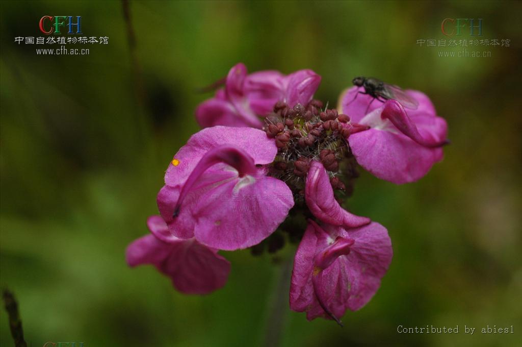 繖花馬先蒿