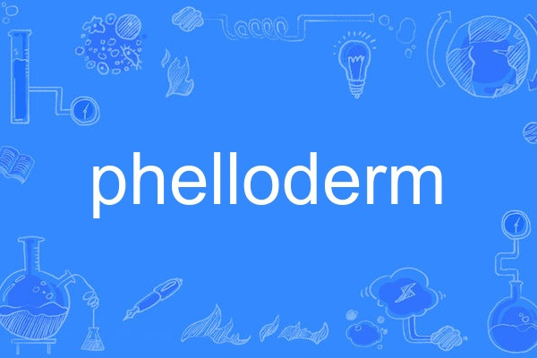 phelloderm