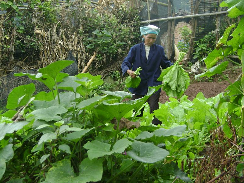 瓜果蔬菜種植