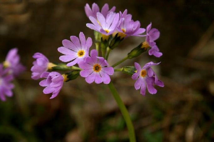 無粉報春(報春花科報春花屬植物)