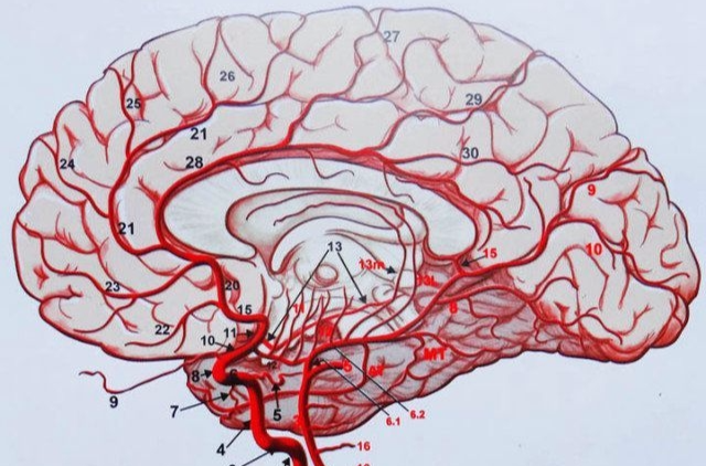 腦血管