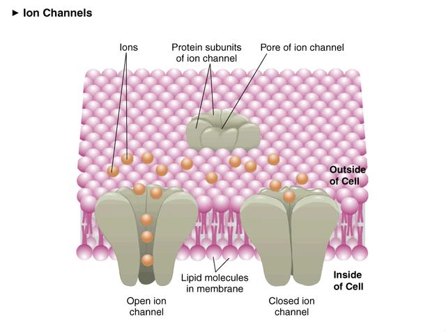 生物膜離子通道