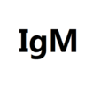 IgM