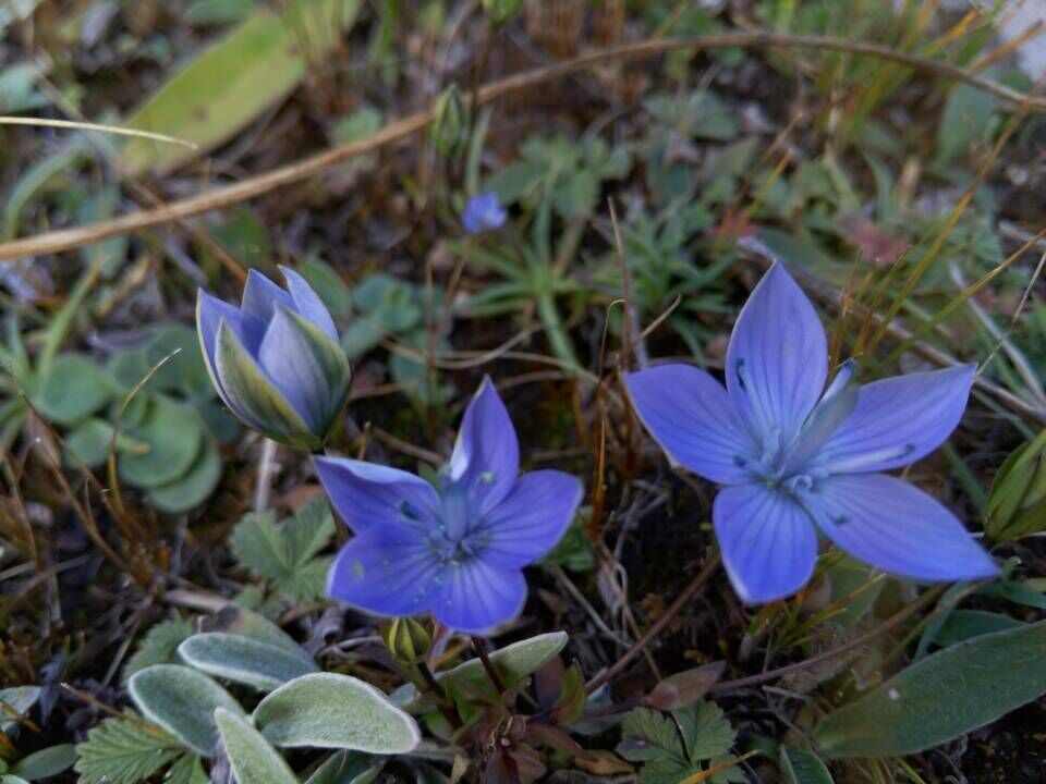 雲南肋柱花