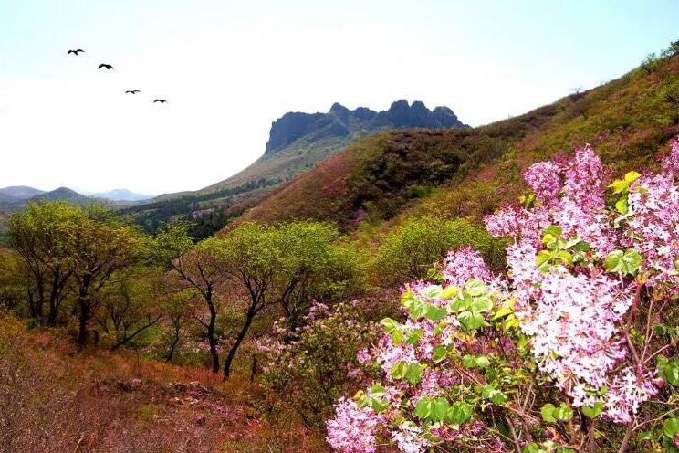 蓮花山村