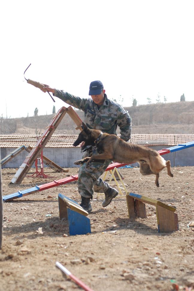 陽光馬犬訓練