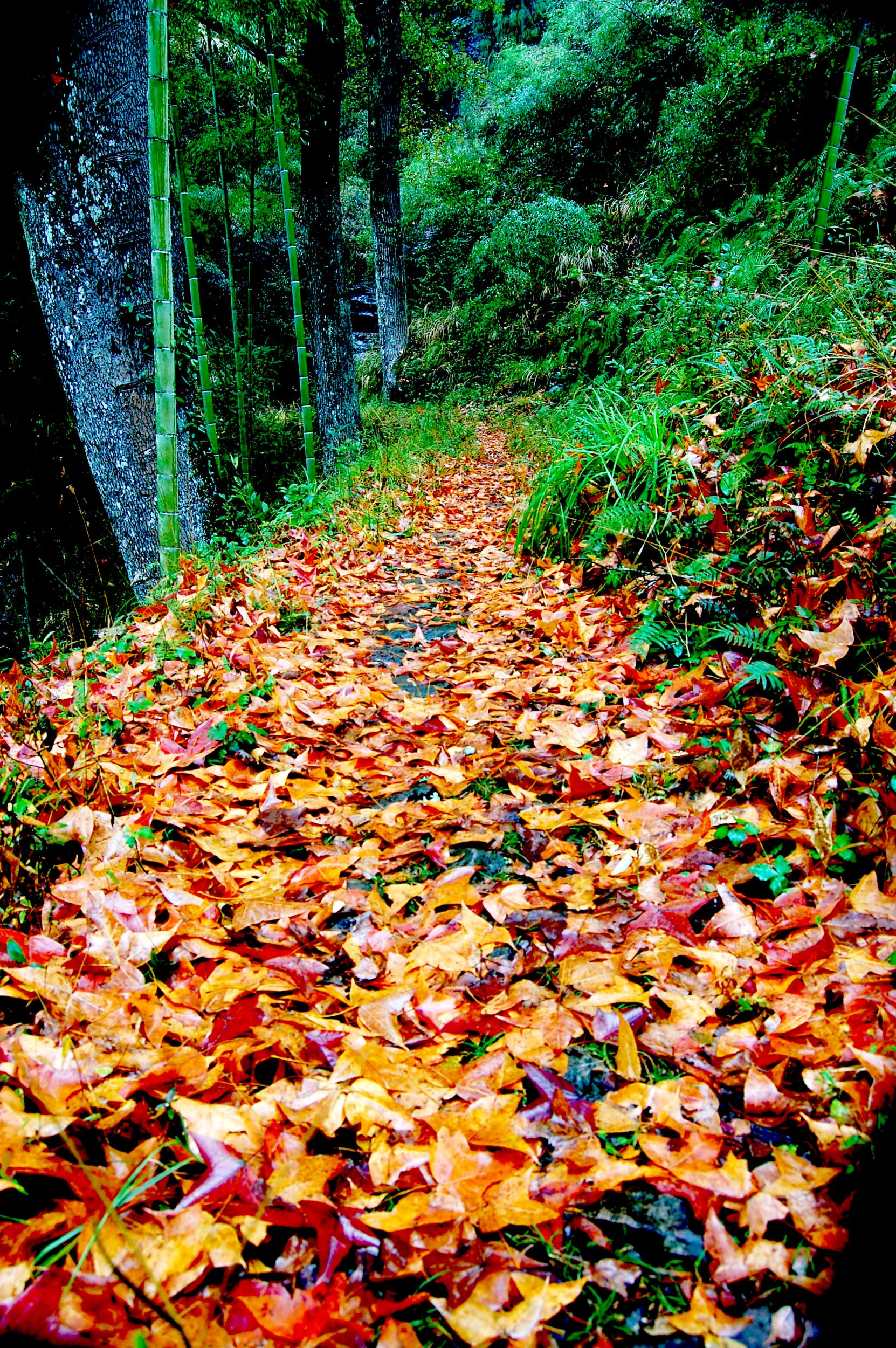 三灘嶺紅楓古道