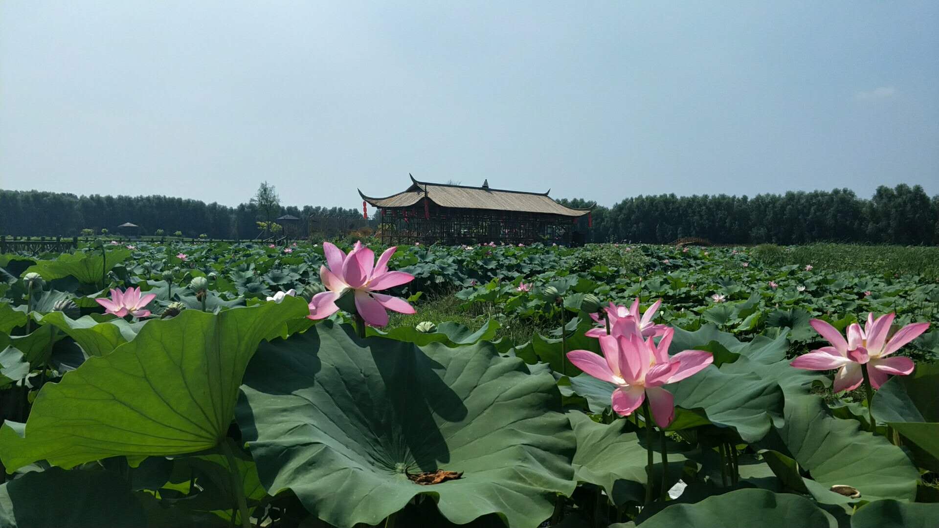 香河萬畝荷塘