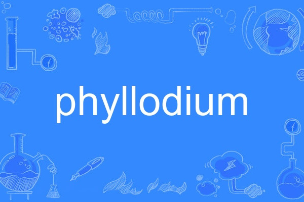 phyllodium