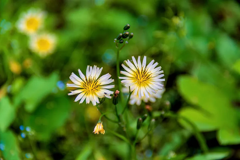 花葉苦菜