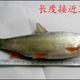 長湖刁子魚