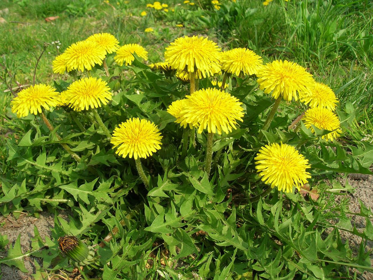 黃花地丁(黃花地丁)