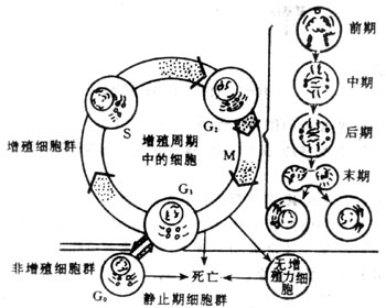 細胞增殖