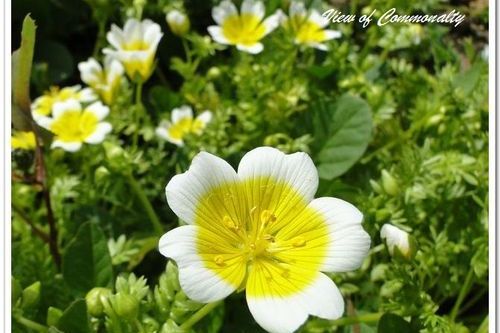 沼沫花科(池花科)