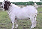 波爾山羊種羊