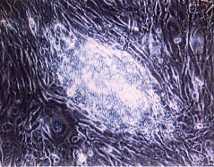 大鼠胚胎幹細胞在飼養層細胞上培養