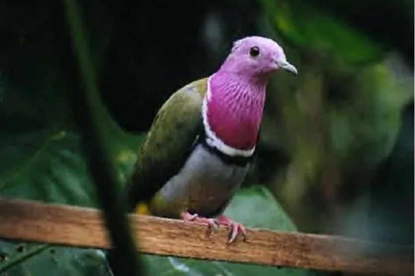 粉紅頸果鳩