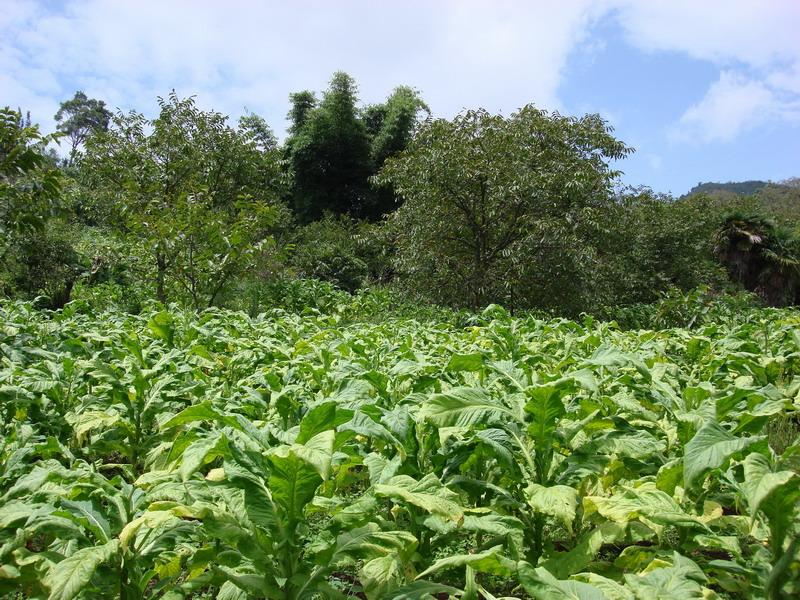 阿朗山自然村