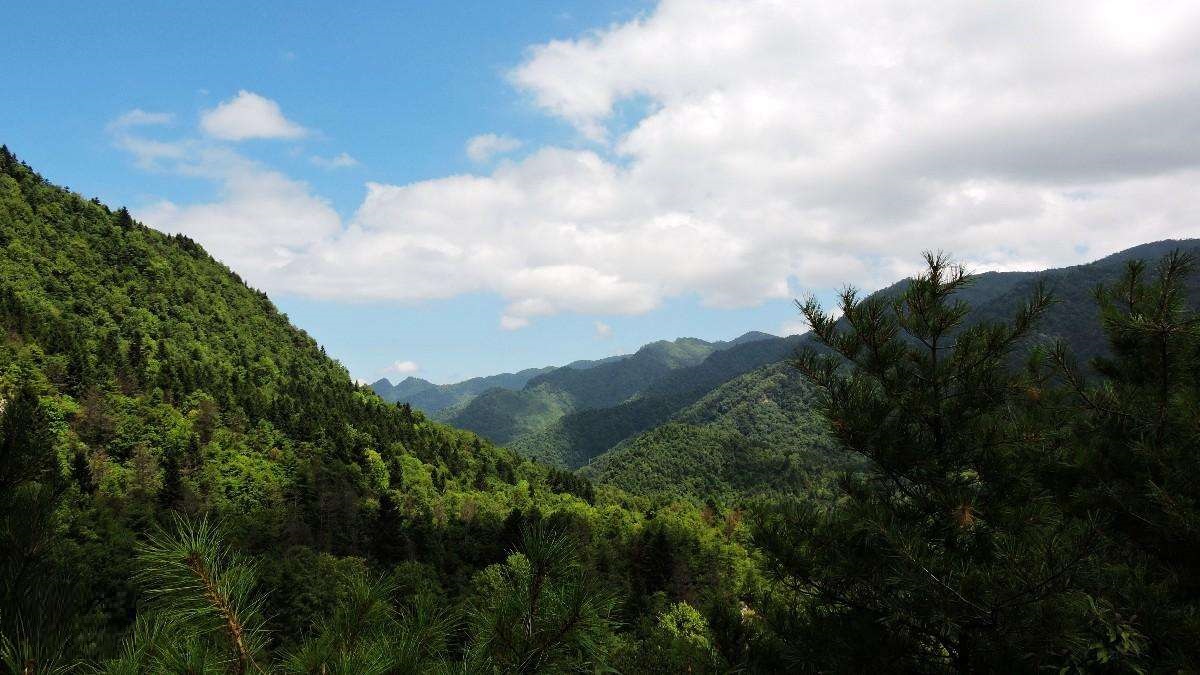 陝西平河梁國家級自然保護區