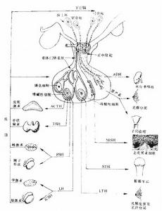 甲狀腺粉(乾甲狀腺)