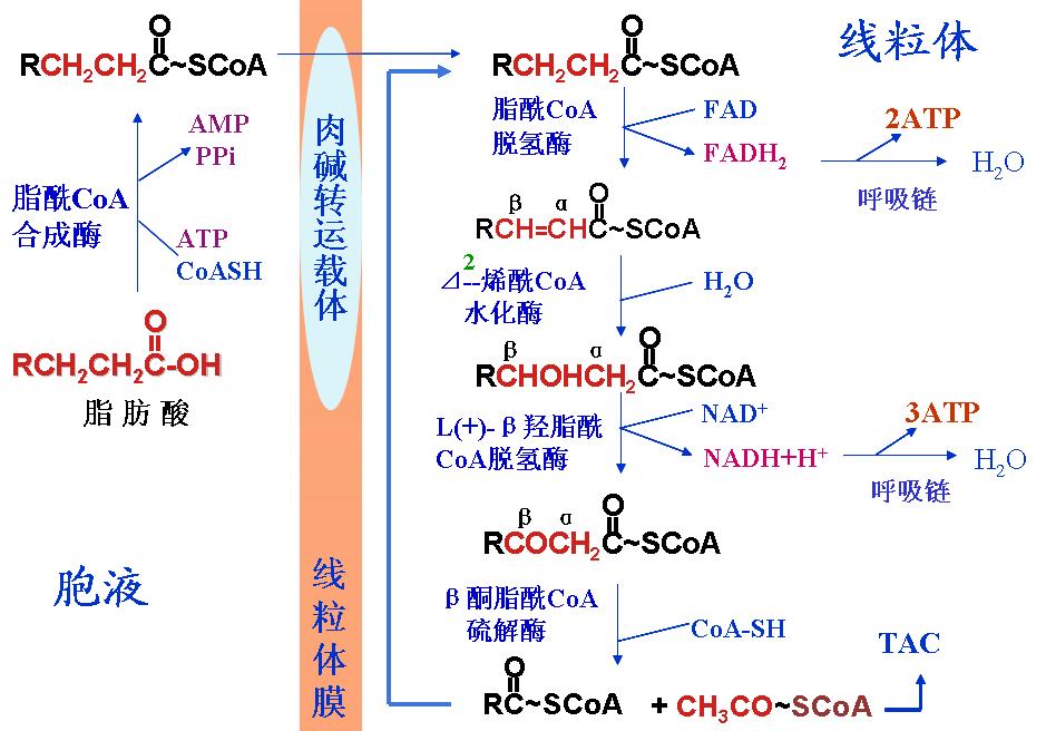 β氧化(β-氧化)