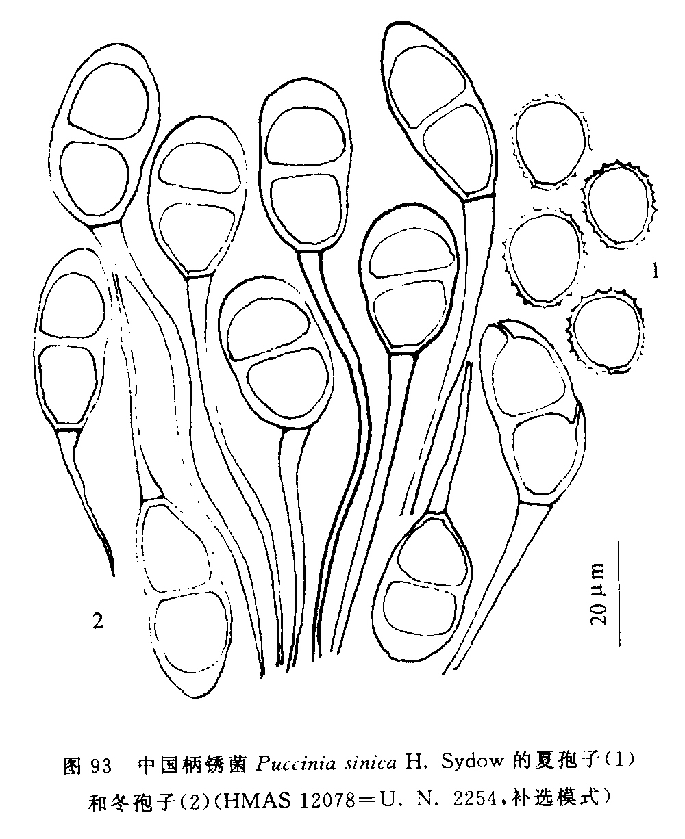 柄鏽菌屬