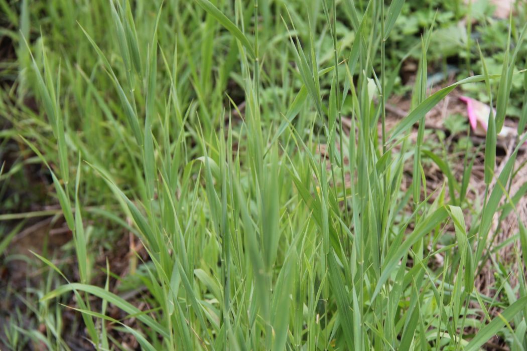 小溝稃草（原變種）