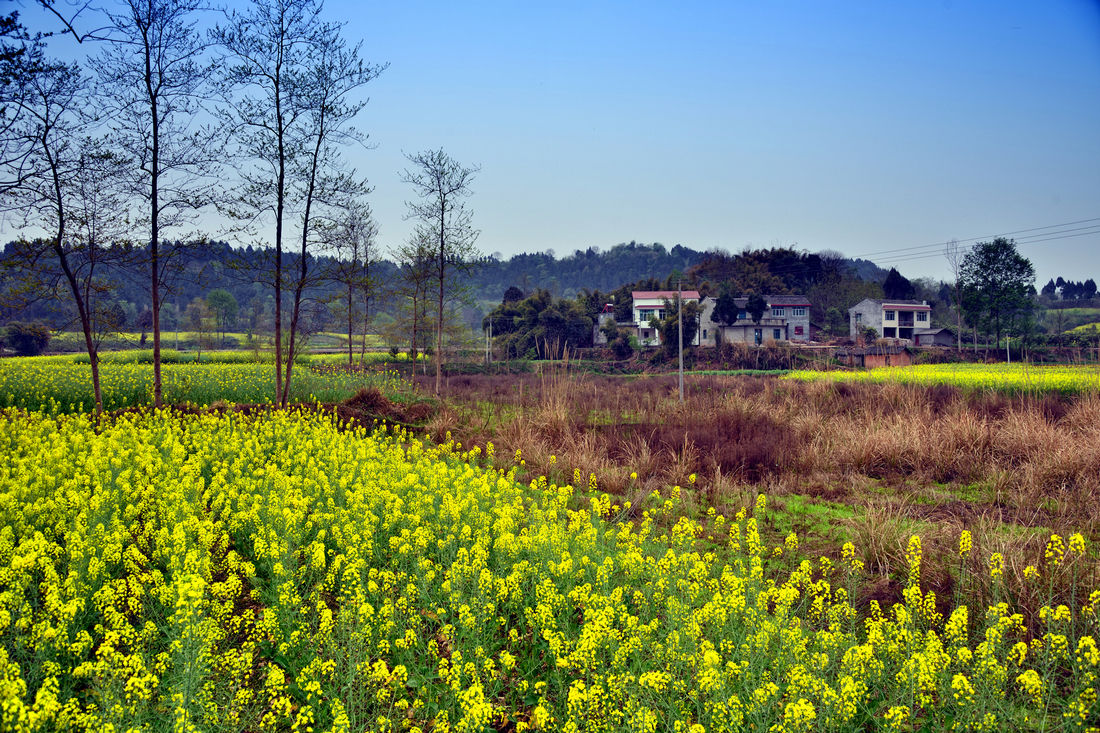 東鄉村(成都臨邛鎮東鄉村)