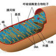 線粒體基質