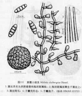 黃檀小煤炱