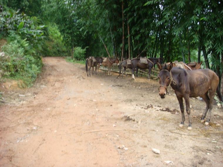 進村道路