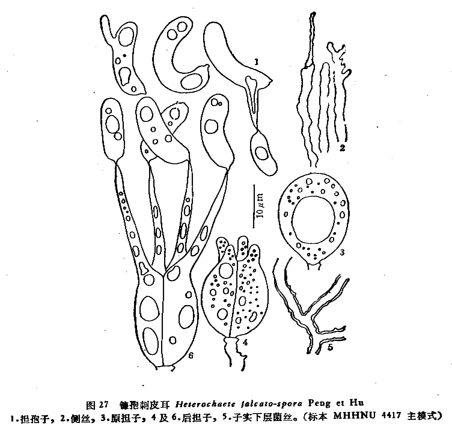 鐮孢刺皮耳