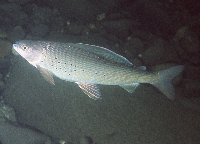 北極茴魚