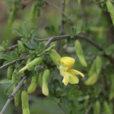 錦雞兒(薔薇目豆科植物)