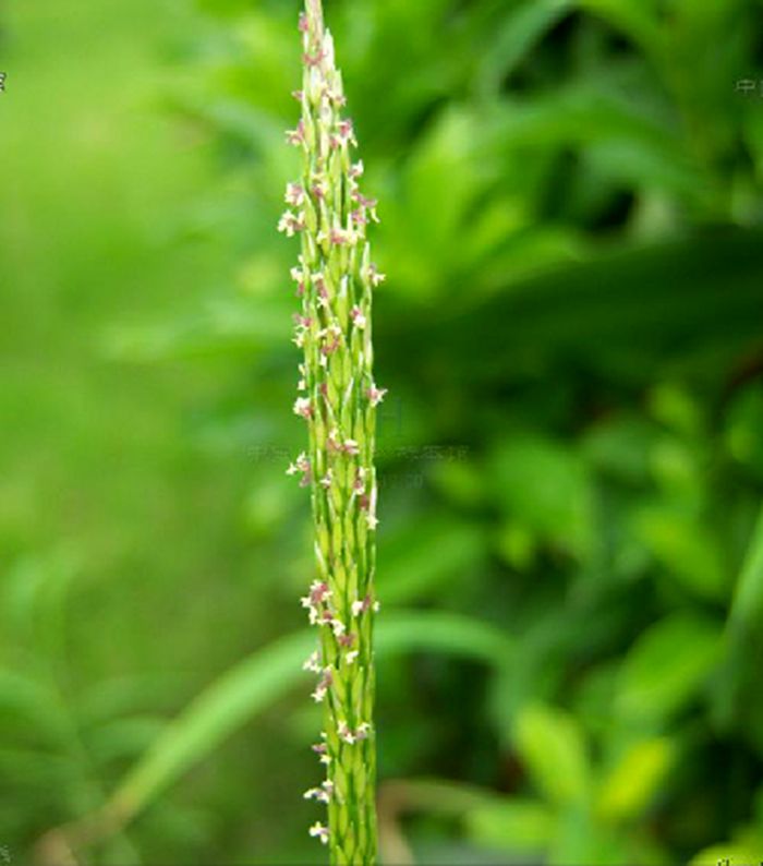 地毯草 形態特徵 產地生境 繁殖方法 栽培技術 病蟲防治 主要價值 中文百科全書