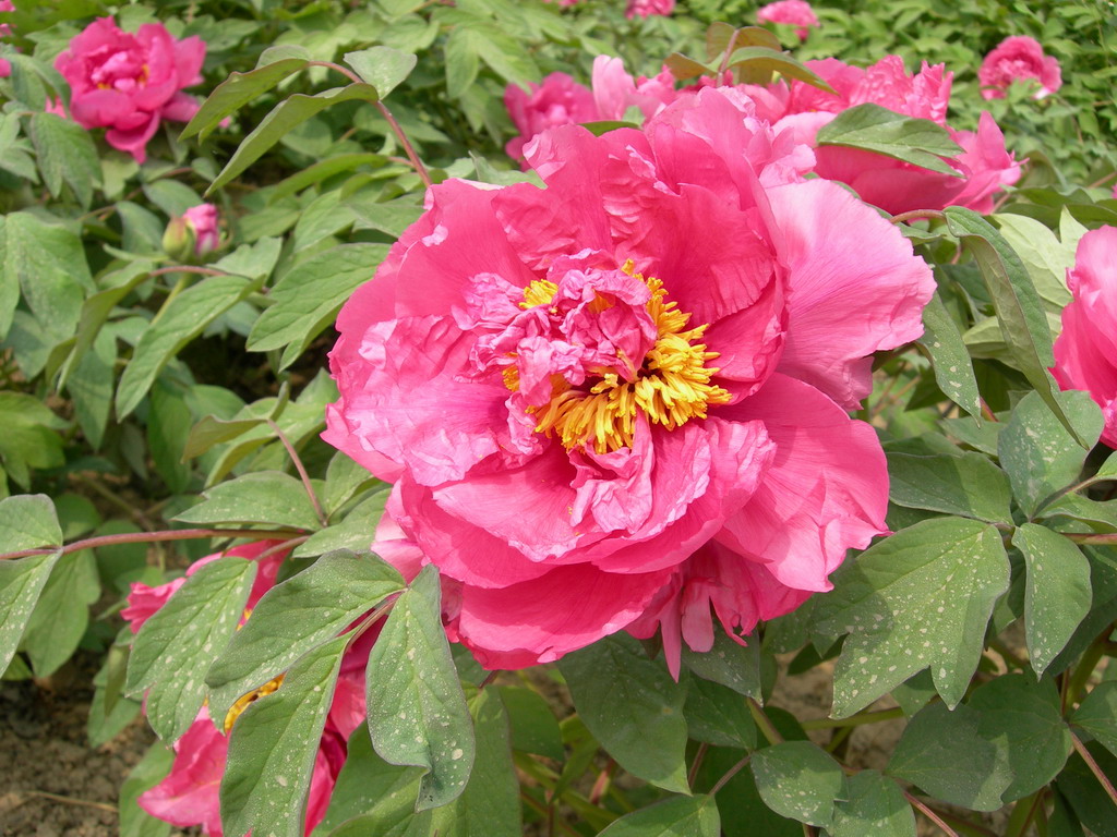 山花爛漫(芍藥屬牡丹栽培品種)