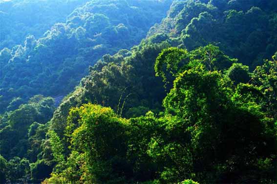 廣東王子山森林公園