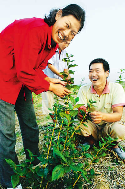 藍莓種植