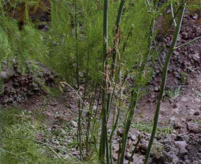 石刁柏菌核病