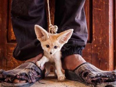 年度野生動物攝影師大賽