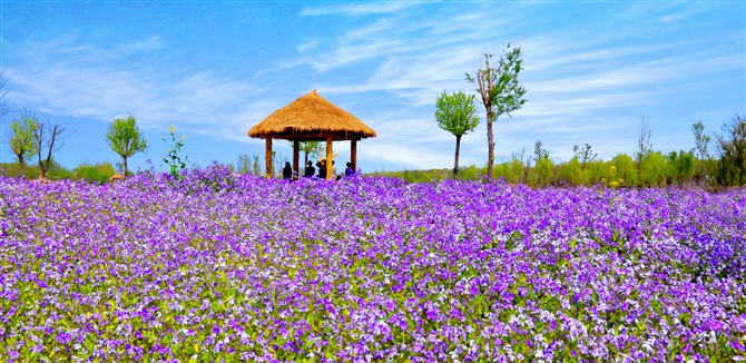 花海汶上