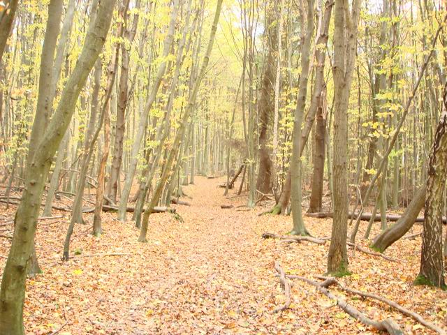 呂根島亞斯蒙得國家公園森林