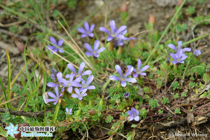 光萼藍鐘花（變種）