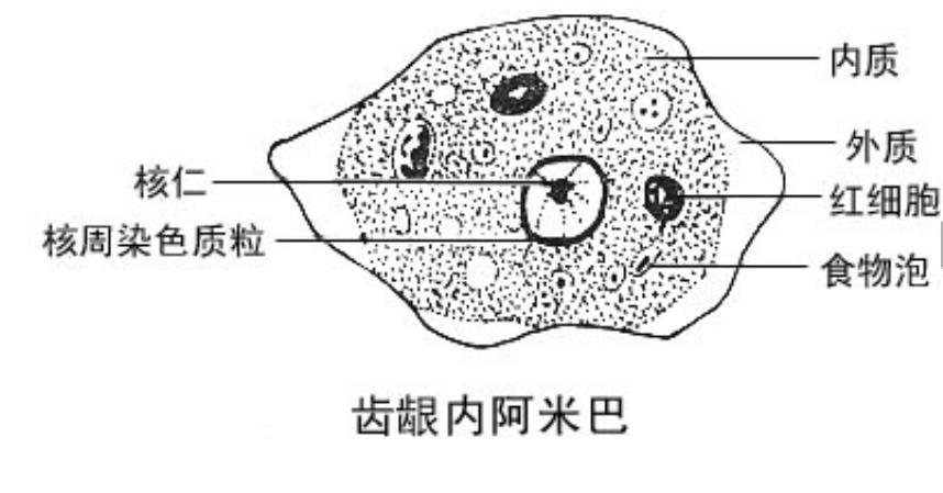 齒齦內阿米巴結構組成