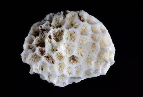 蜂巢珊瑚科