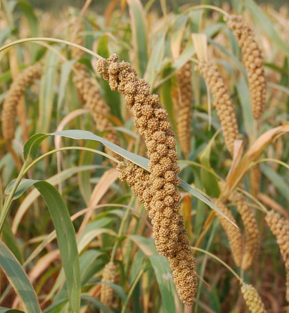 粟(小米（禾本科狗尾草屬植物）)