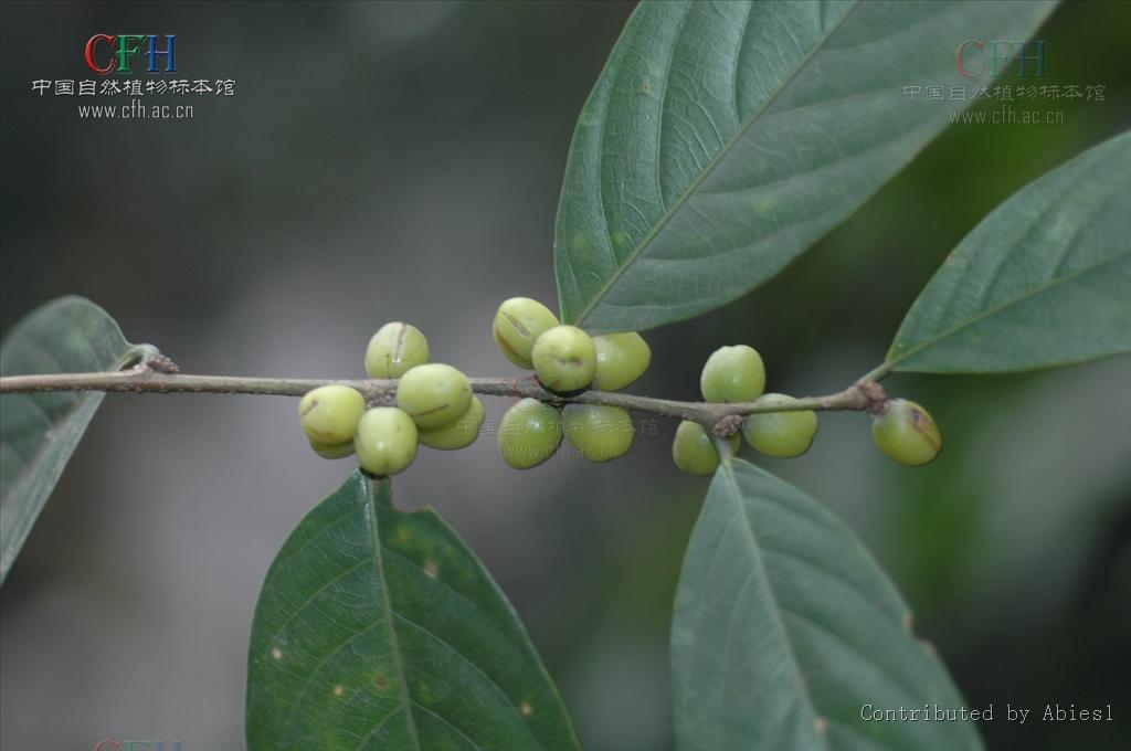 禾串樹(黃毛五月茶)