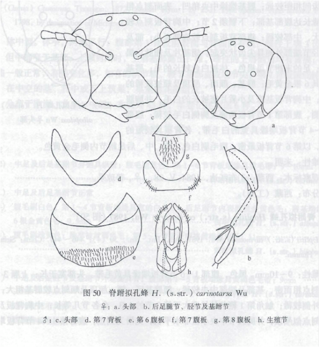 脊跗擬孔蜂