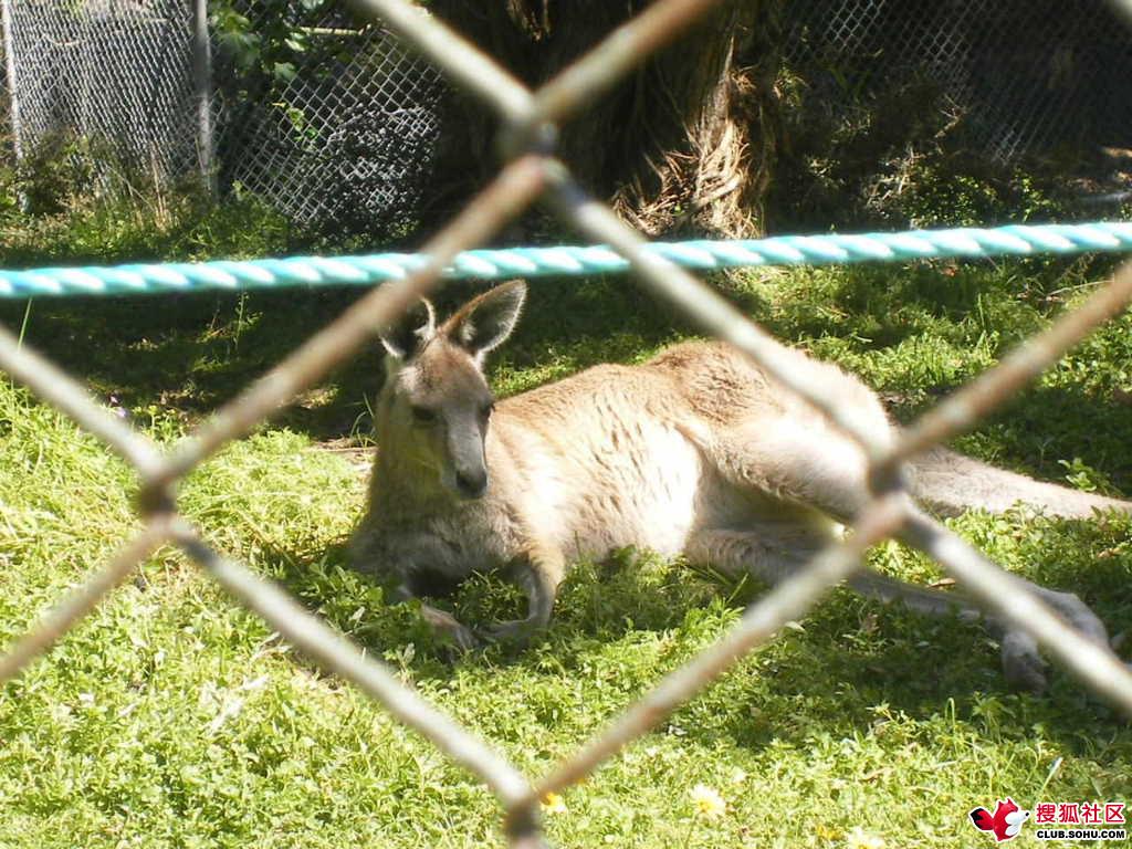 惠靈頓動物園